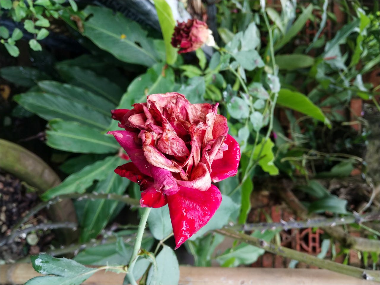 Gieo trồng hạnh phúc | Chương 07