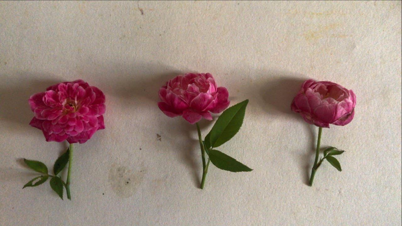 Chim lửa | Chương 48