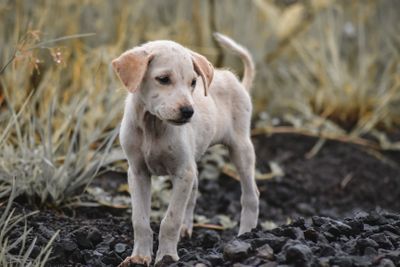 My Puppy Wouldn't Use the Pee Pads. Here's What Made Potty Training Actually Click.