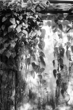 Artistic black and white photograph of a vine-covered wall with sunlight streaming through leaves.