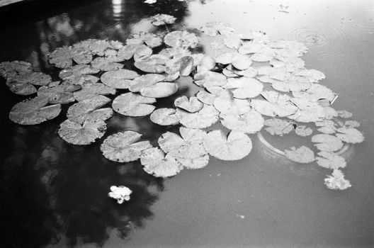 Monochrome image of lily pads floating peacefully on a still pond.