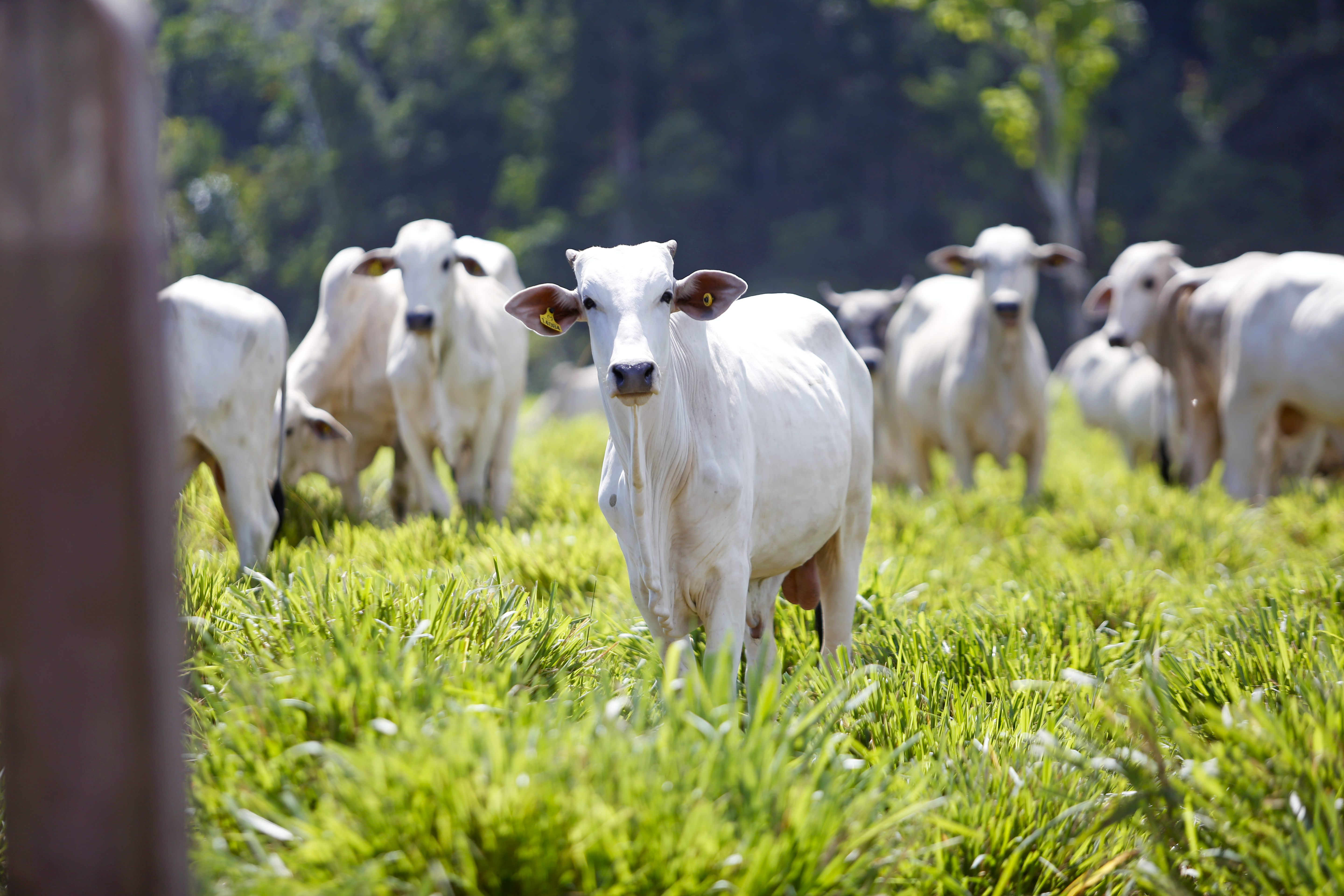 White Cattle Grazing in Lush Green Pasture · Free Stock Photo