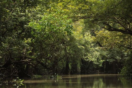Kinabatangan river wildlife cruise — Borneo