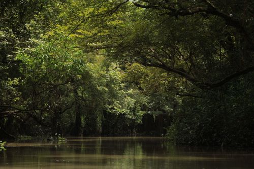 Free Tranquil forest river under lush green canopy, perfect for nature and travel themes. Stock Photo