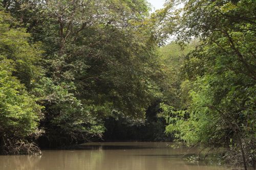 Free Serene jungle river scene with dense foliage on a calm waterway. Stock Photo