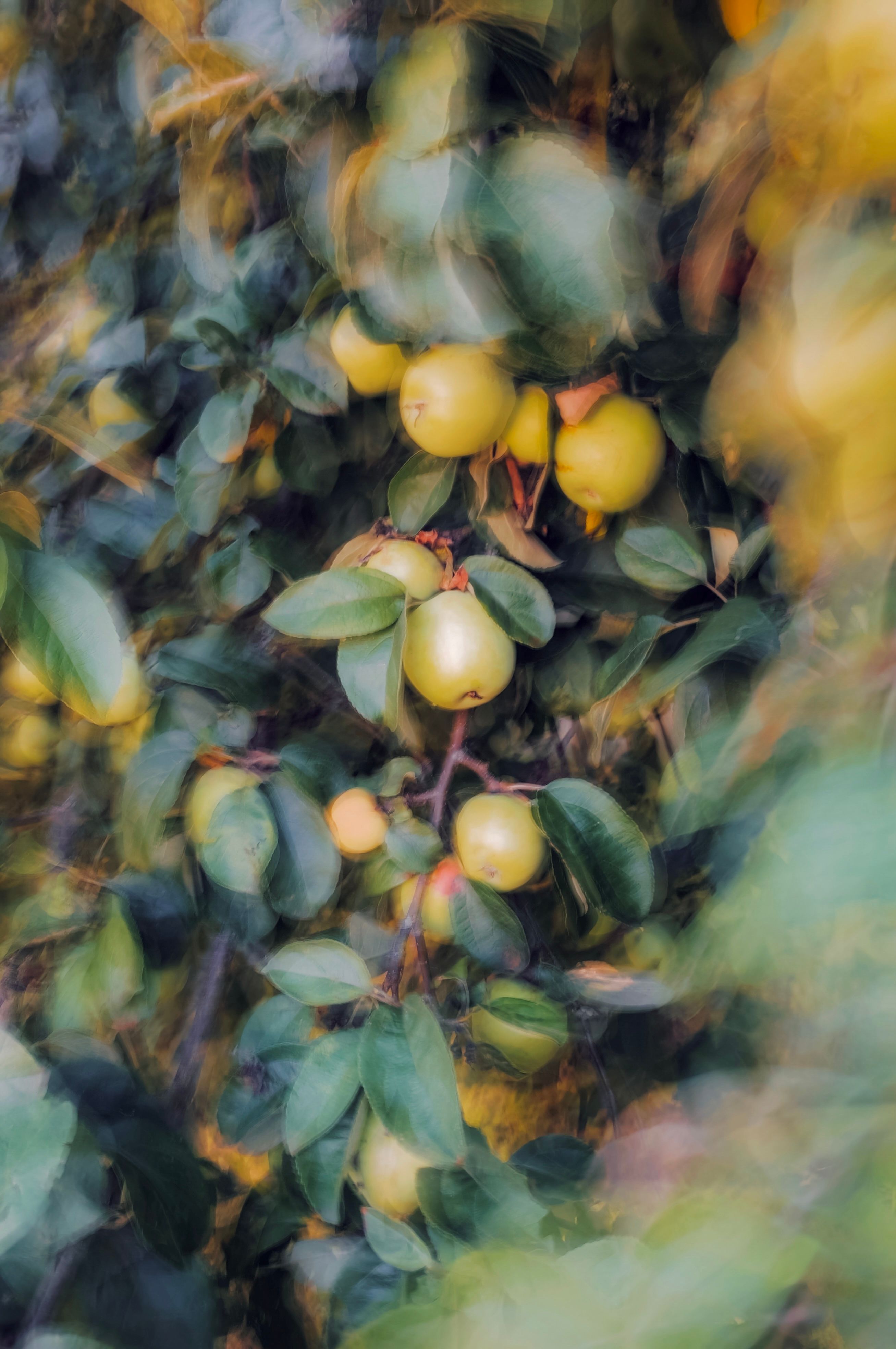 Soft focus image of green apples in a lush garden setting, perfect for nature and food themes.