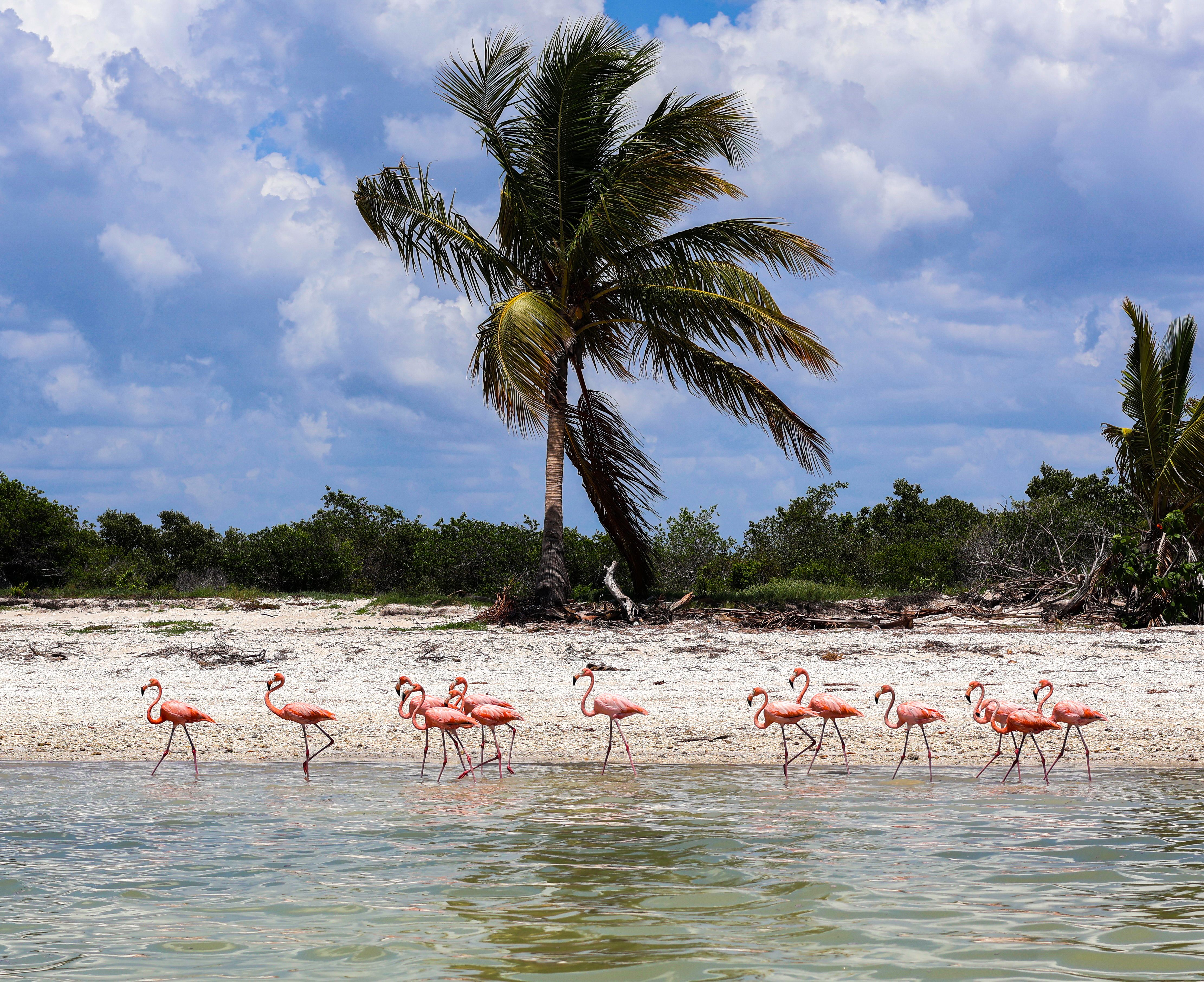 Flamingo Celestun