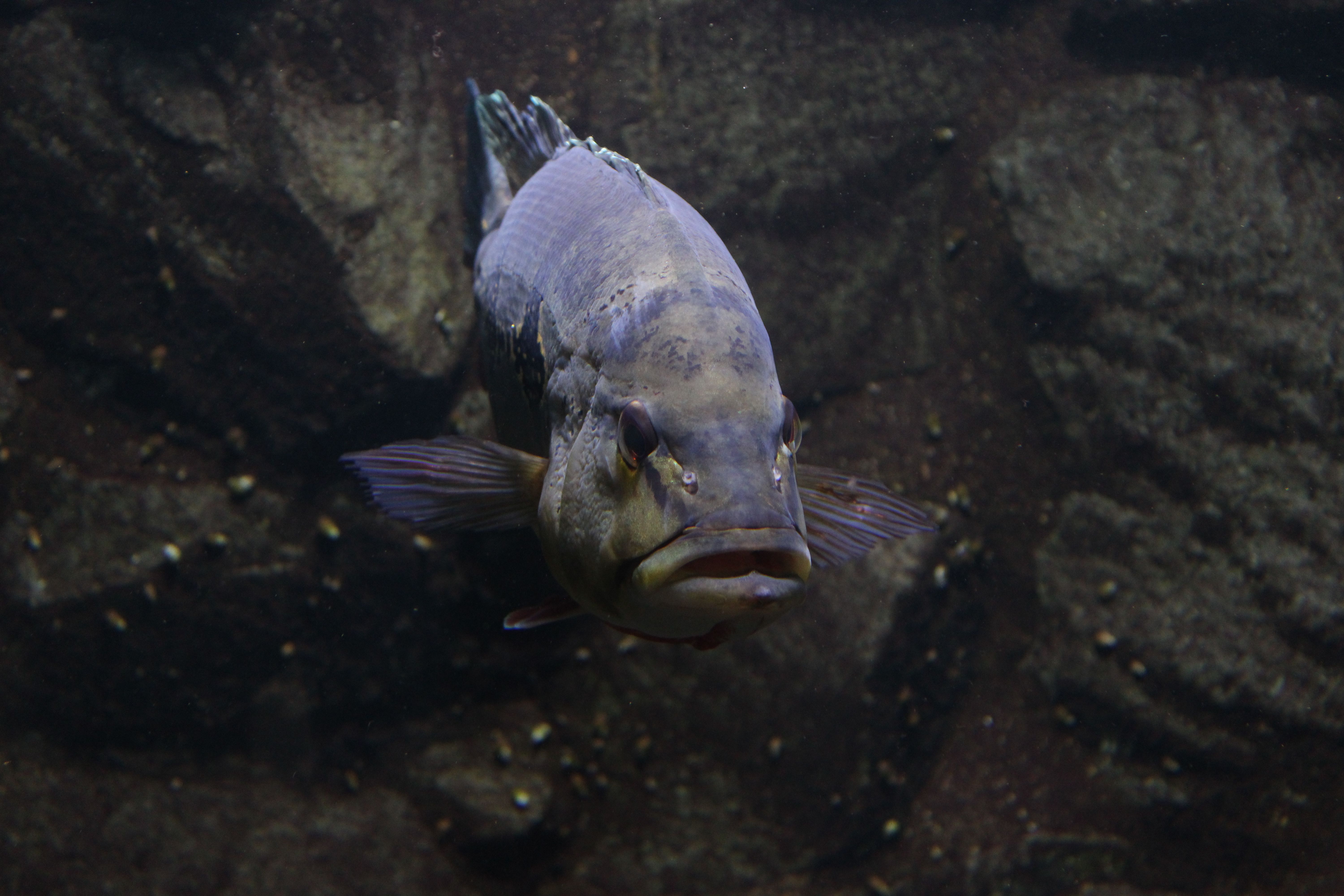 Fish Receive Photos, Download The BEST Free Fish Receive Stock Photos ...