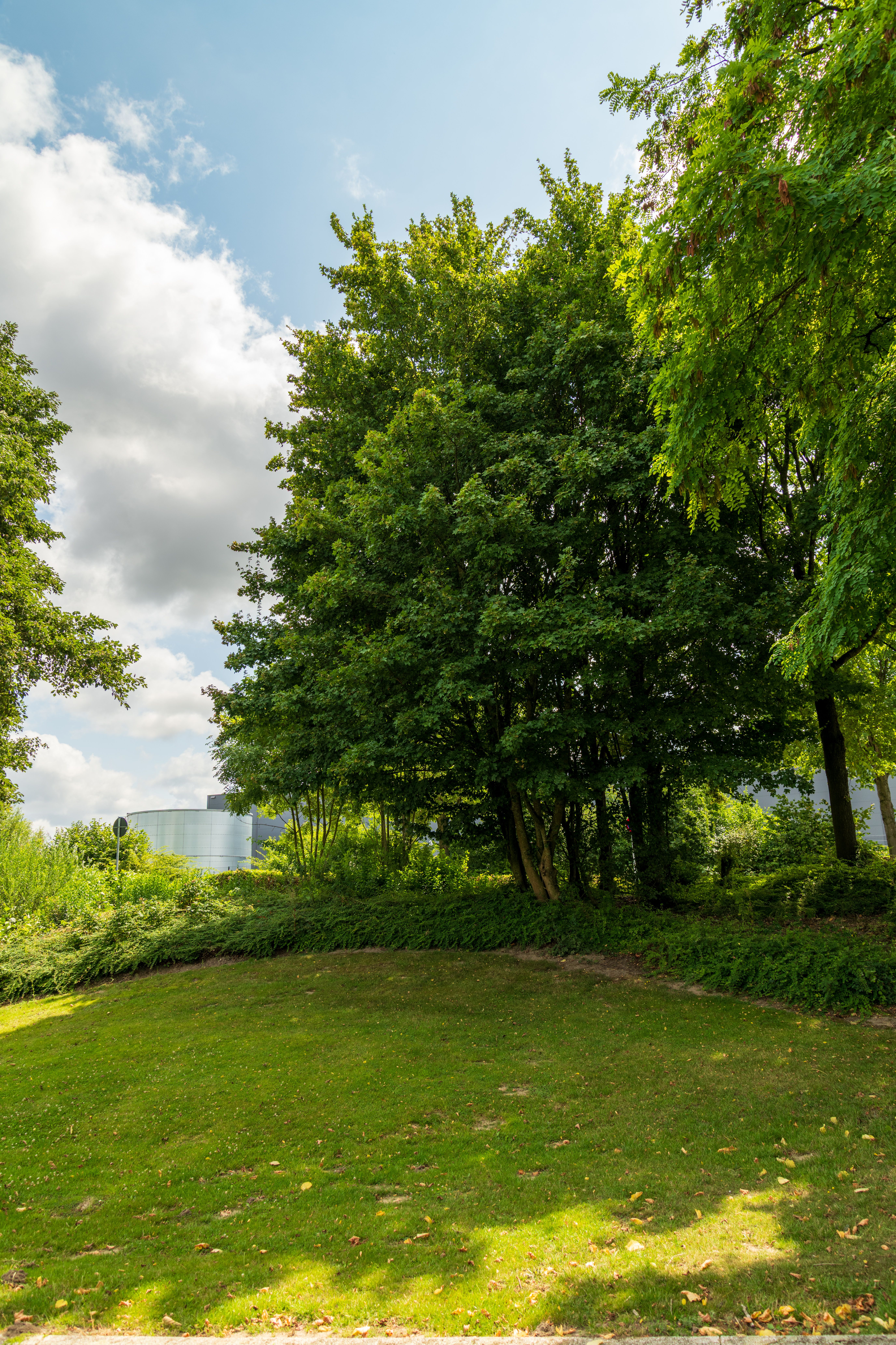Lush Green Park with Trees Under Blue Sky · Free Stock Photo