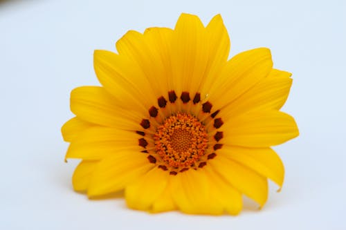 Free stock photo of happy, yellow, yellow flower