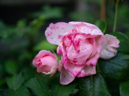 Free Vibrant pink roses with lush green leaves in a natural setting, perfect for floral photography enthusiasts. Stock Photo