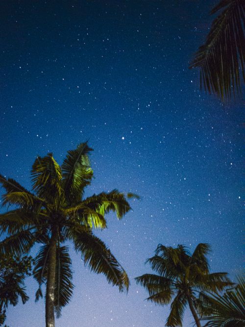 Free A serene starry night featuring silhouetted palm trees against a deep blue sky. Stock Photo