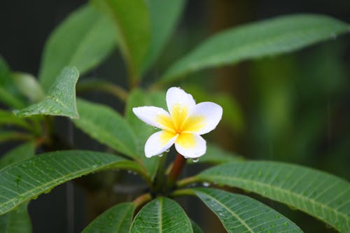 Free stock photo of frangipani, gold coast