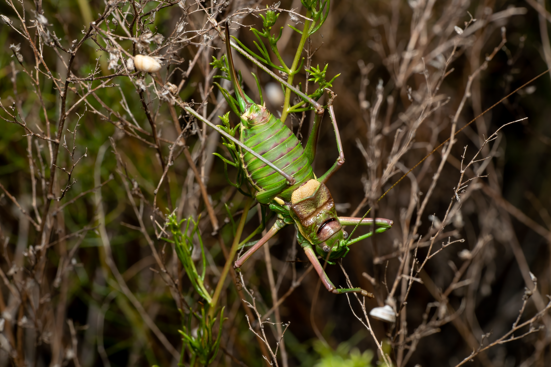 A detailed macro view of a vibrant green grasshopper perched on dry twigs in a natural setting.
