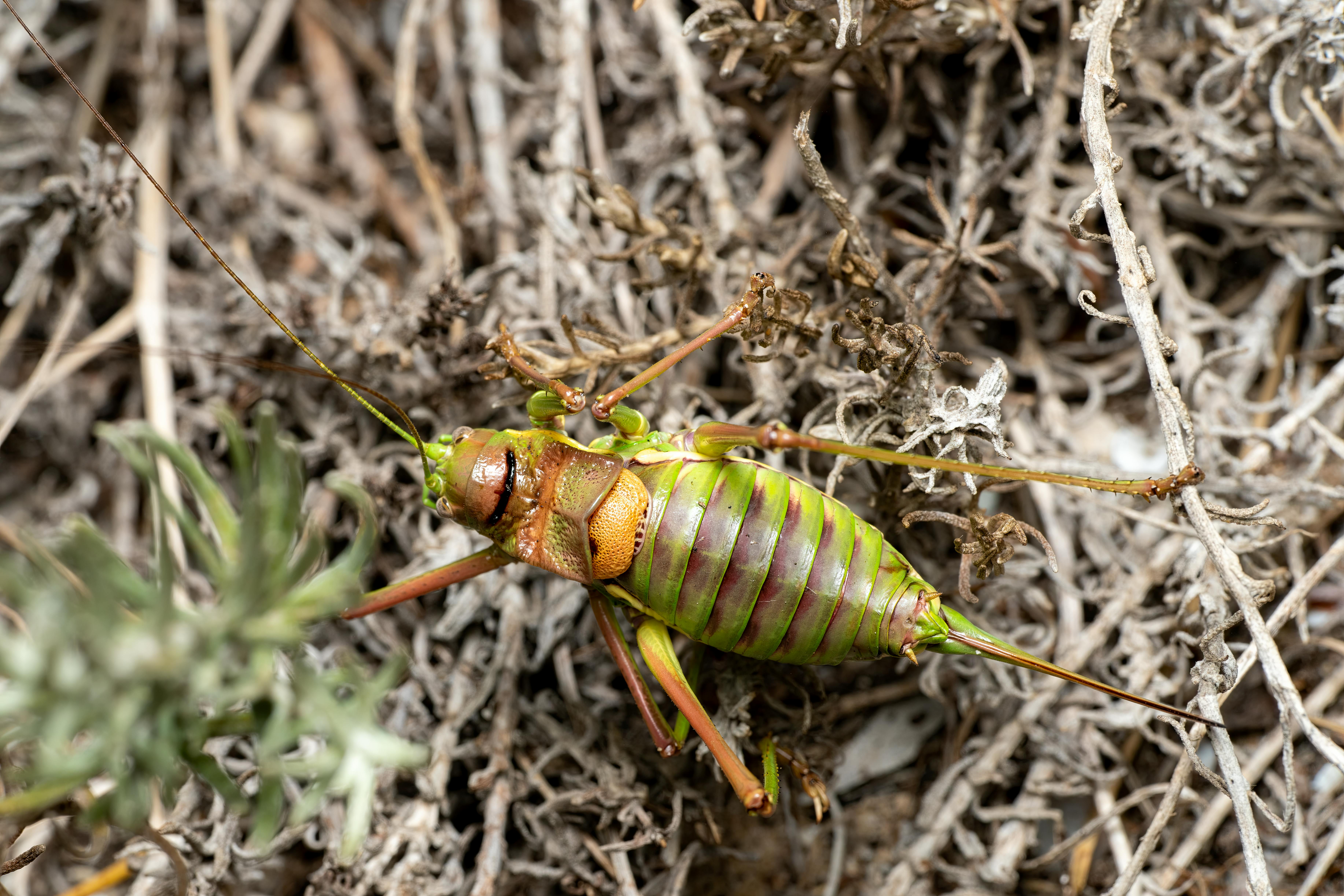 precio del dólar hoy 4 de febrero 2026