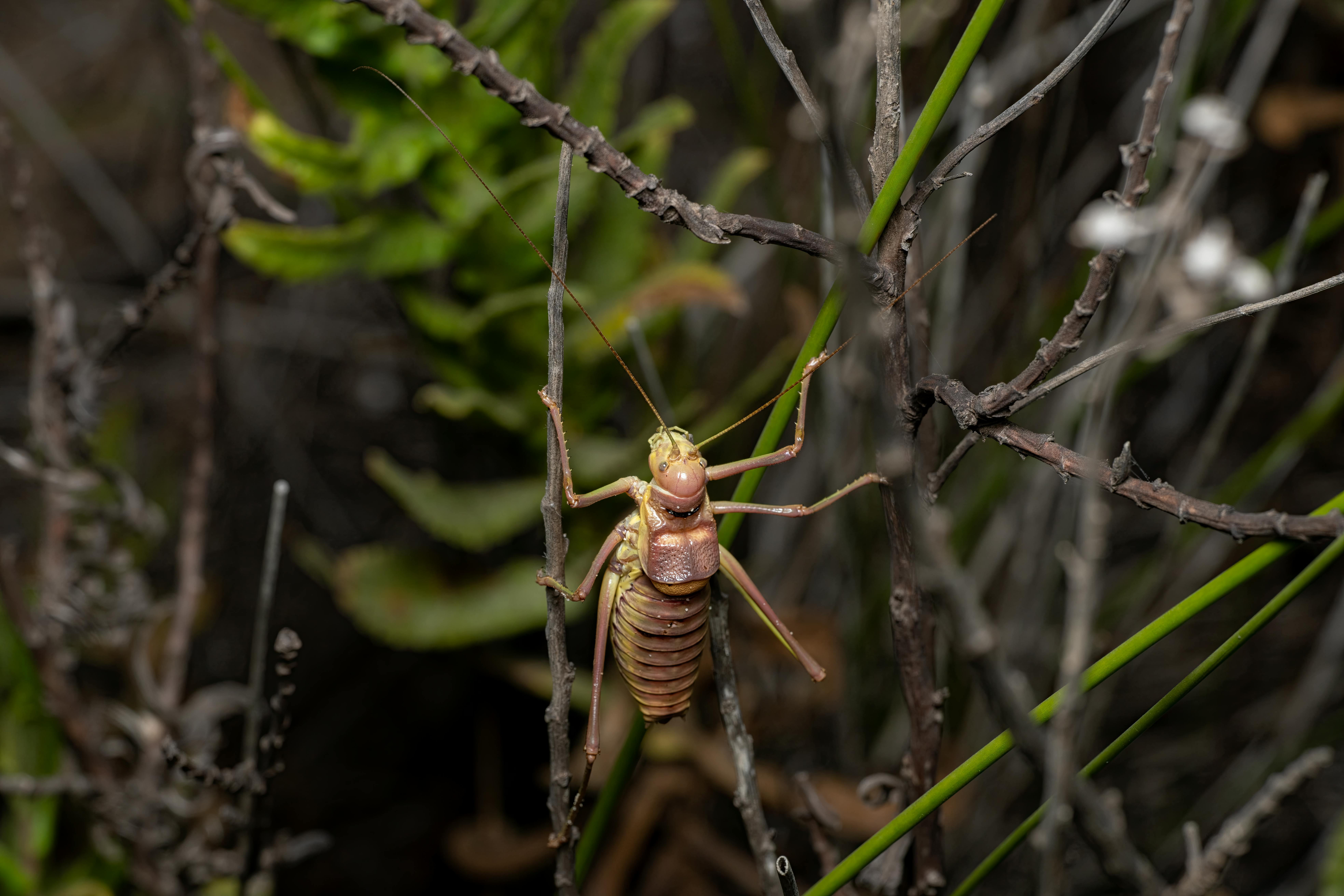 Morfología, Comportamiento y Rol Ecológico de Artrópodos en Agroecosistemas