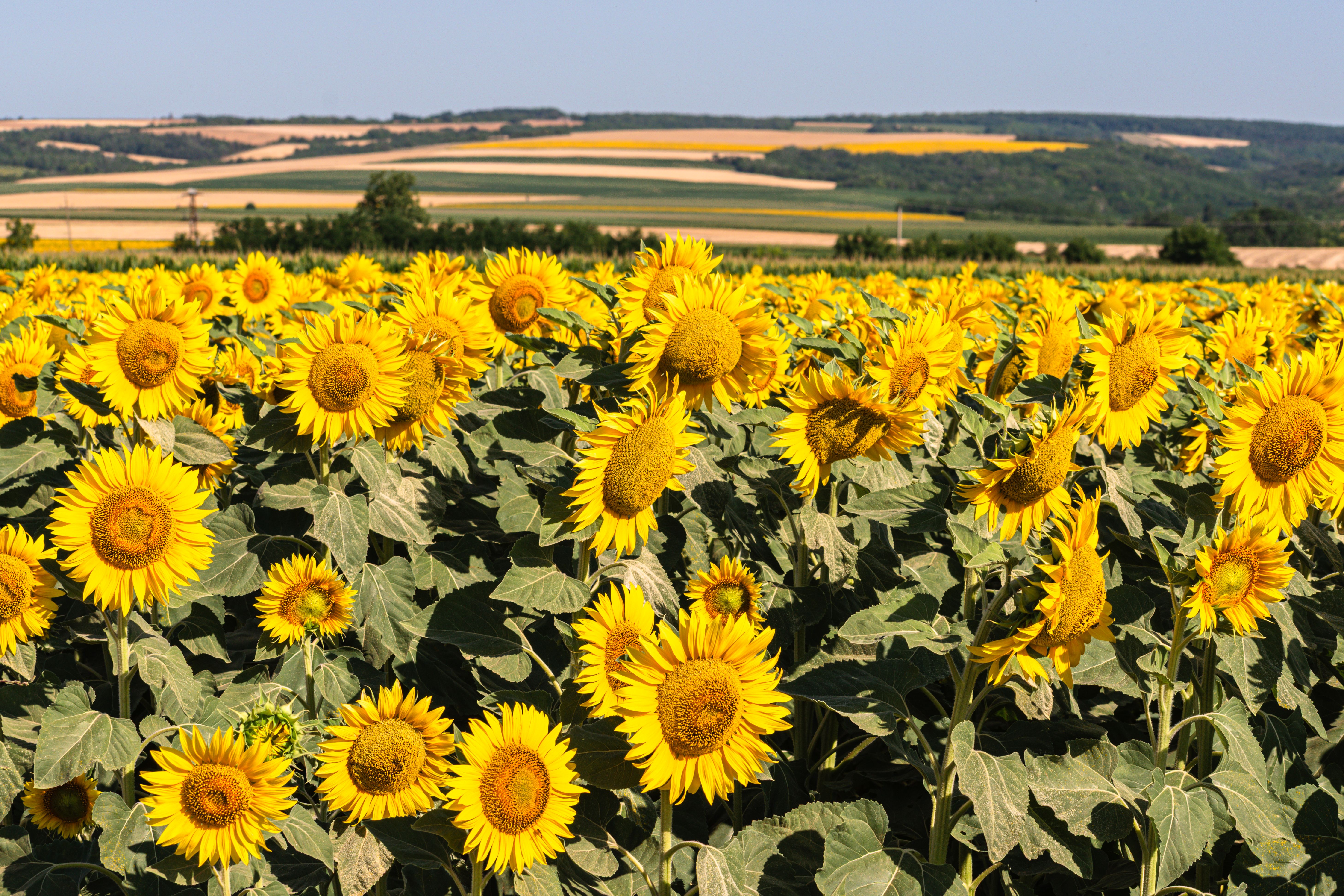 Idyllic Sunflower Field in Vibrant Summer Landscape · Free Stock Photo