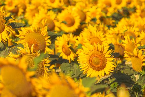 Free Stunning sunflower field in summer with vibrant yellow blooms under a sunny day. Stock Photo