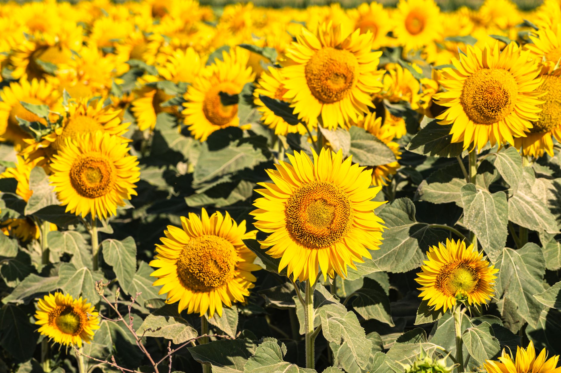 How to Start Sunflower Farming in Kenya: A Beginner's Guide