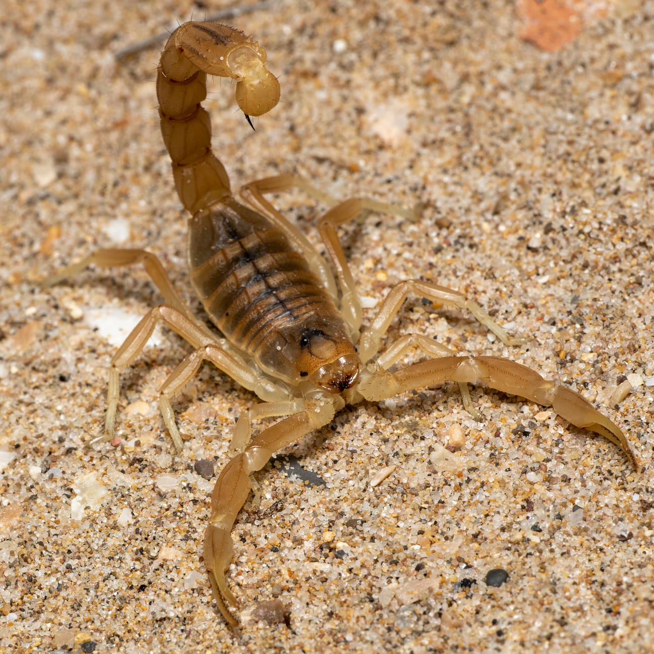 Arizona bark scorpion on desert sand