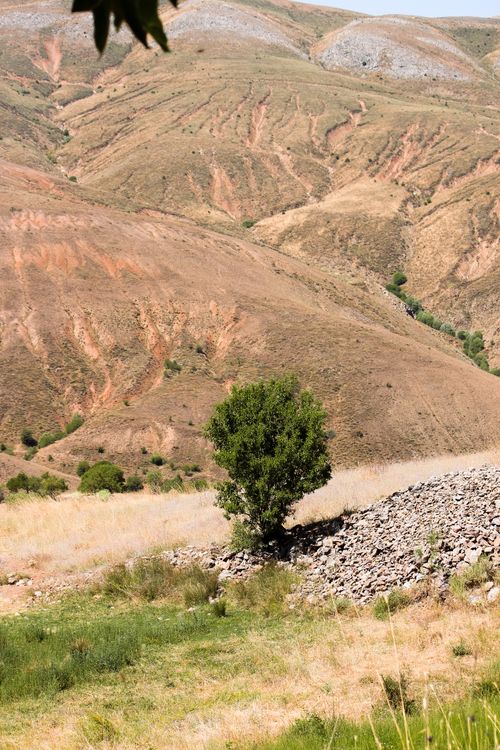 Free Lone tree in an arid valley landscape with rolling hills showcasing natural beauty. Stock Photo