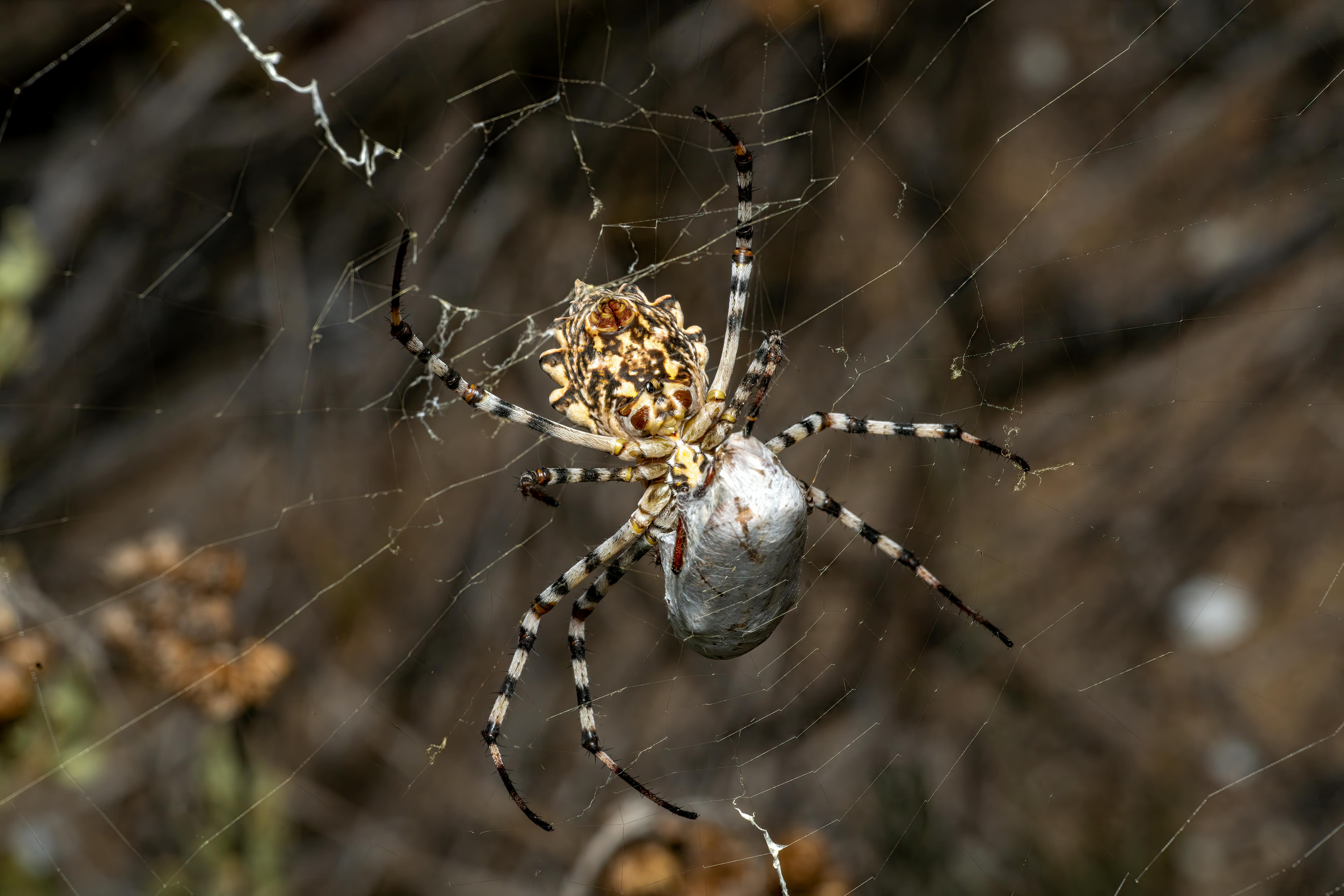 Detailed macro of Argiope Lobata spider capturing prey in Valencia, Spain.
