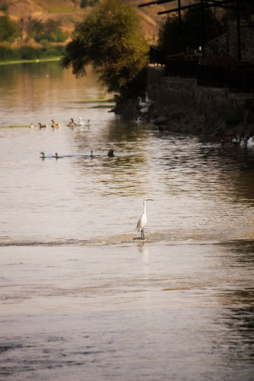 Free A peaceful river scene with an egret surrounded by nature, evoking tranquility and calm. Stock Photo