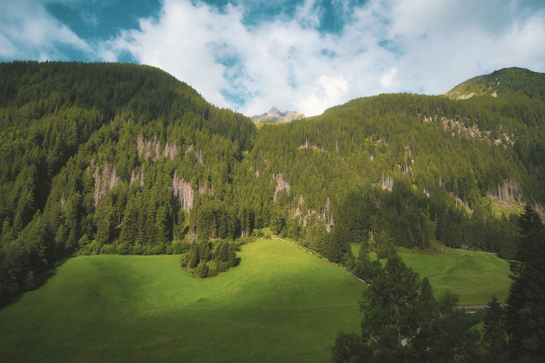 Lush Green Alpine Forest Under Blue Sky · Free Stock Photo