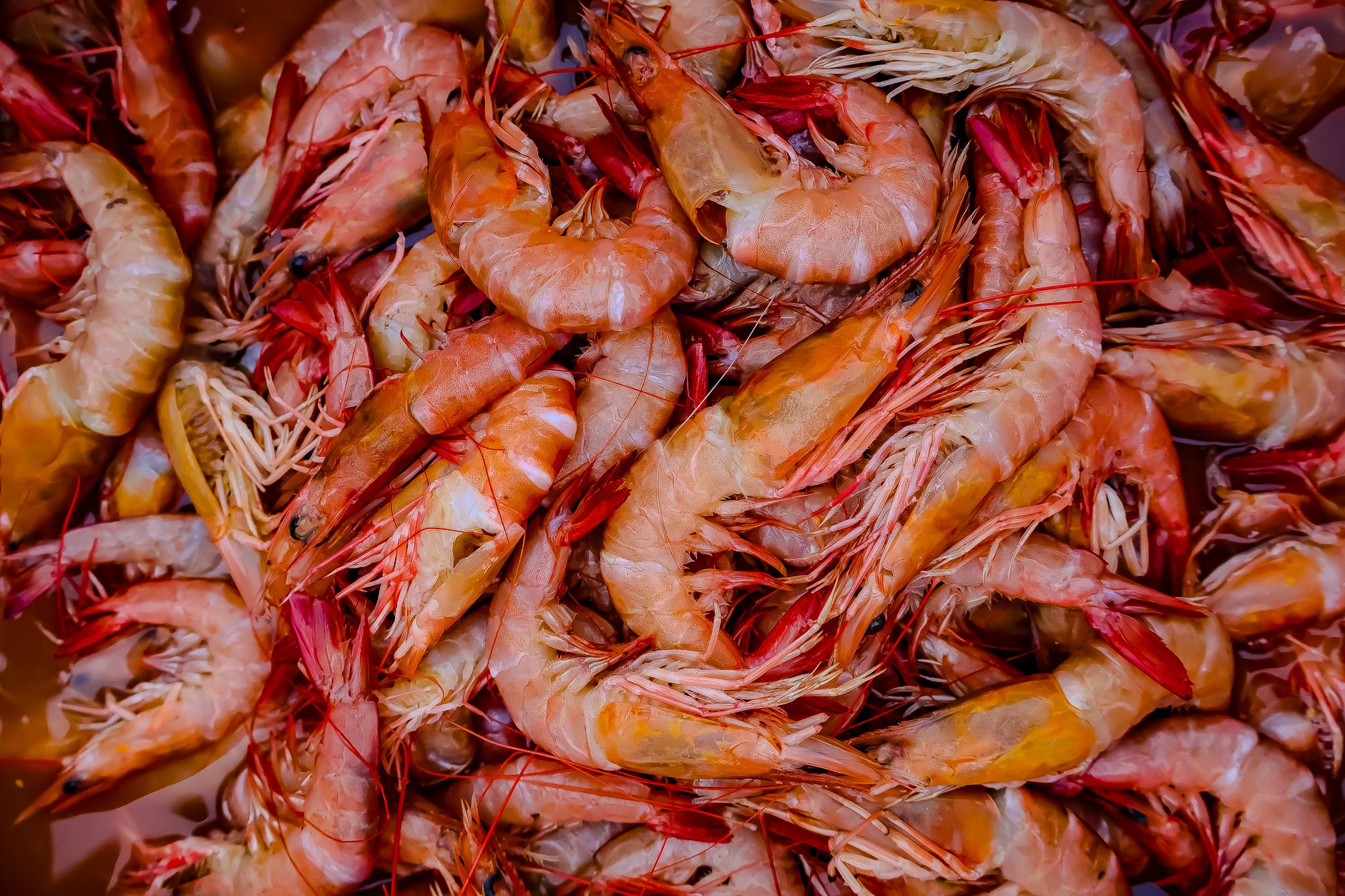 Close-up of freshly harvested shrimp showcasing the vibrant colors and texture of the seafood.