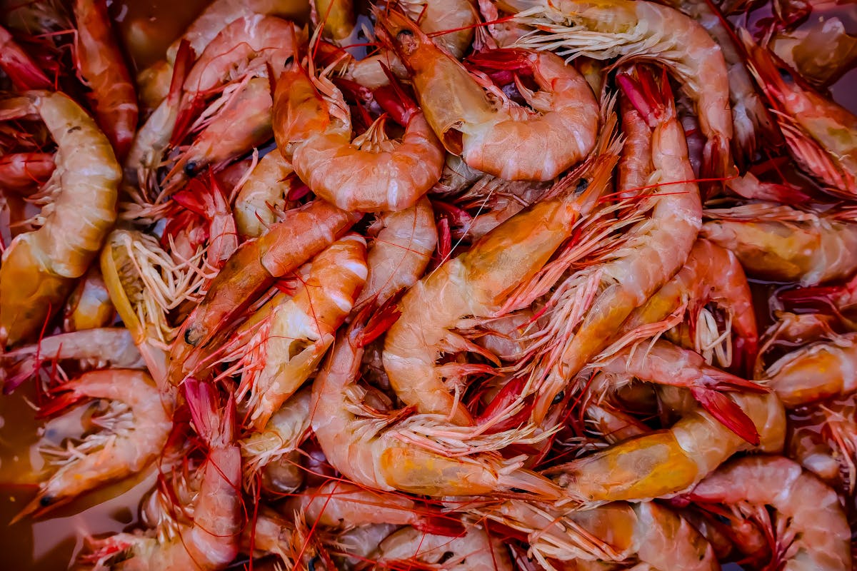 Gulf's Shrimp War: How Trump's Tariffs Ripple Through India's Farming and U.S. Markets