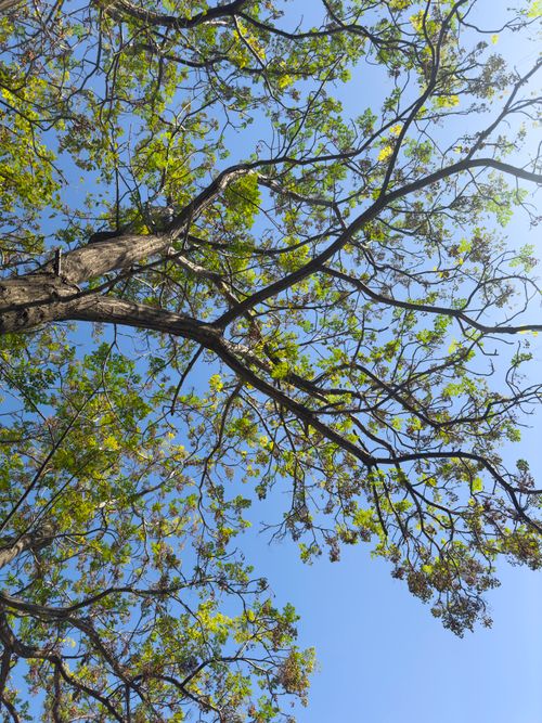Free A vibrant view of tree branches stretching towards the clear blue sky, captured on a sunny spring day. Stock Photo
