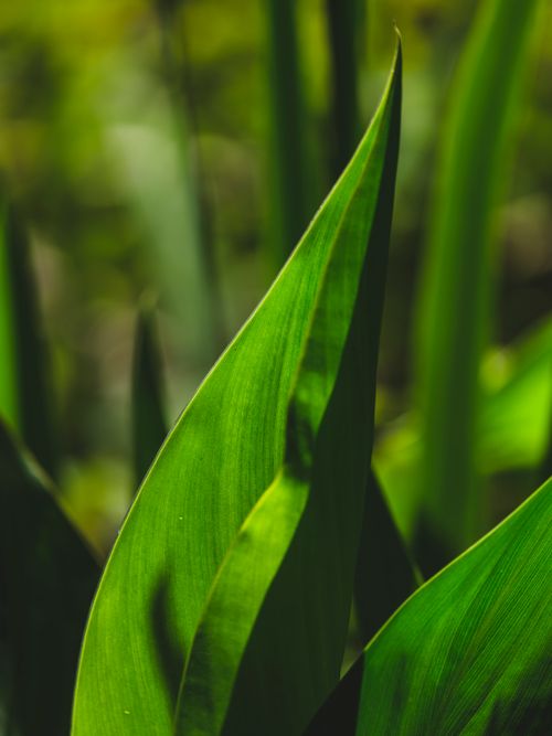 Free Detailed macro shot of vibrant green leaves with sunlight filtering through, highlighting natural textures. Stock Photo