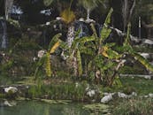 Lush Tropical Garden with Banana and Palm Trees