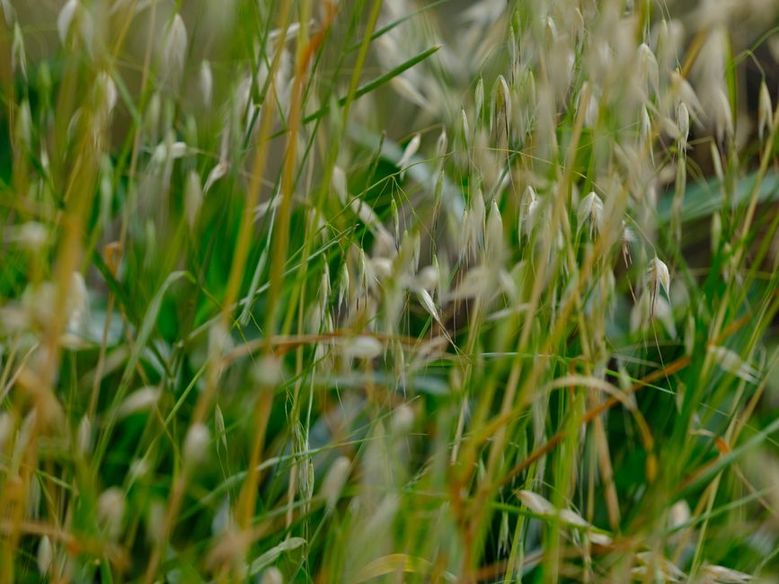 How to treat Red Thread lawn fungus without replacing your turf — step-by-step reference media