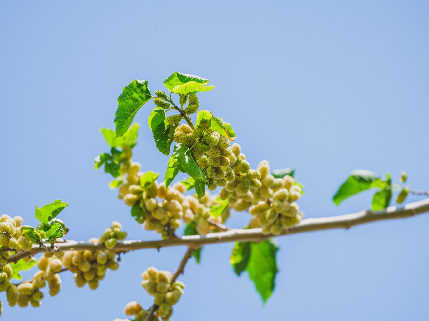 Healthy mulberry branch with fresh green leaves in spring
