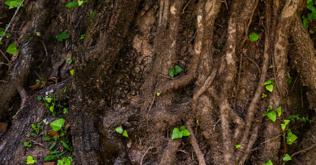 Close-up of Tree Roots in a Forest Setting · Free Stock Photo