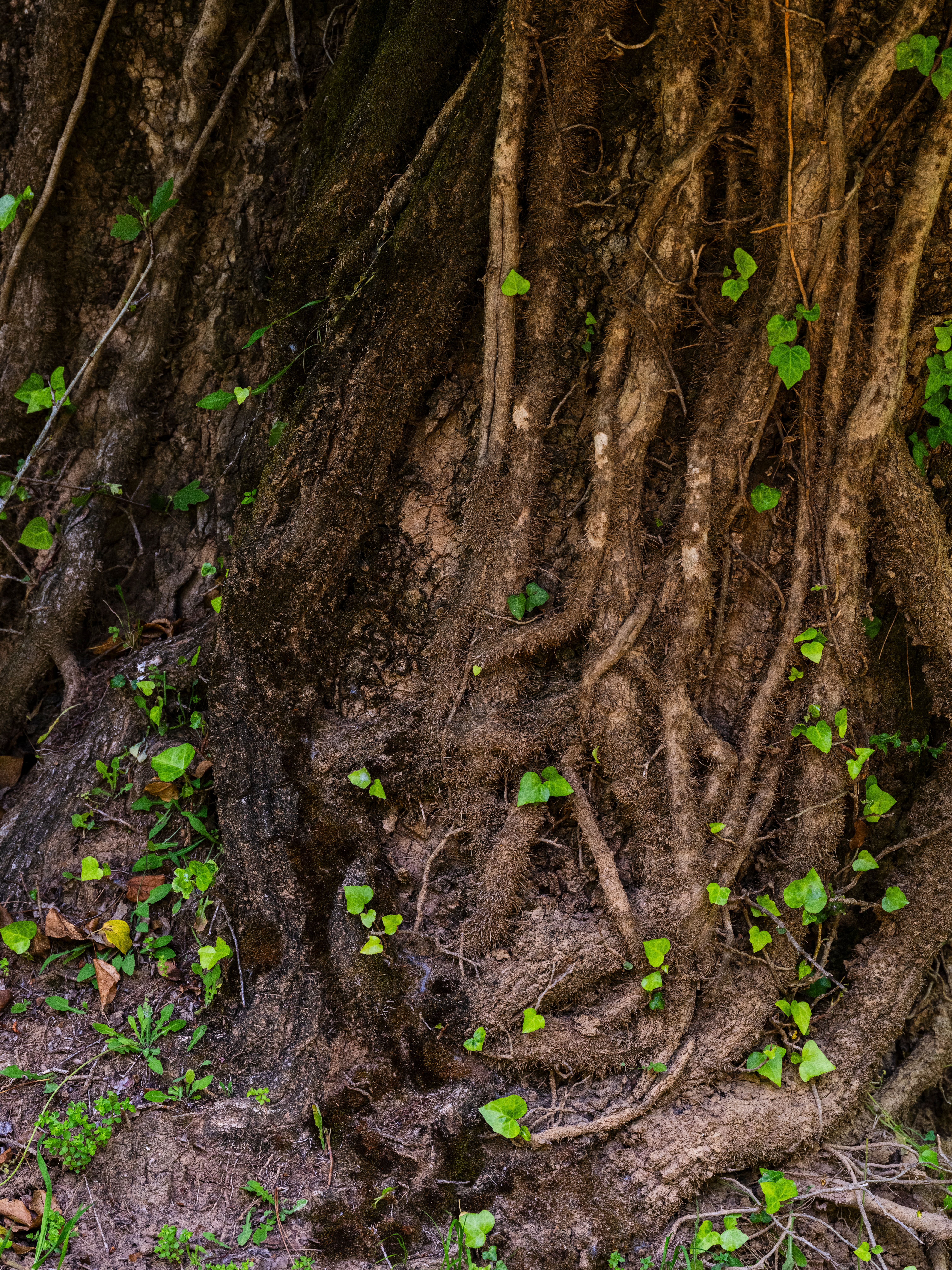 Close-up of Tree Roots in a Forest Setting · Free Stock Photo