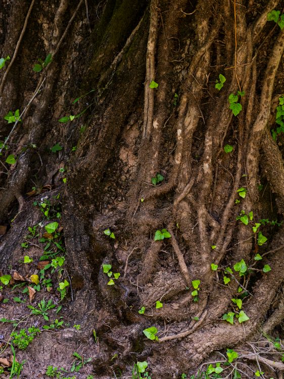 Close-up of Tree Roots in a Forest Setting · Free Stock Photo
