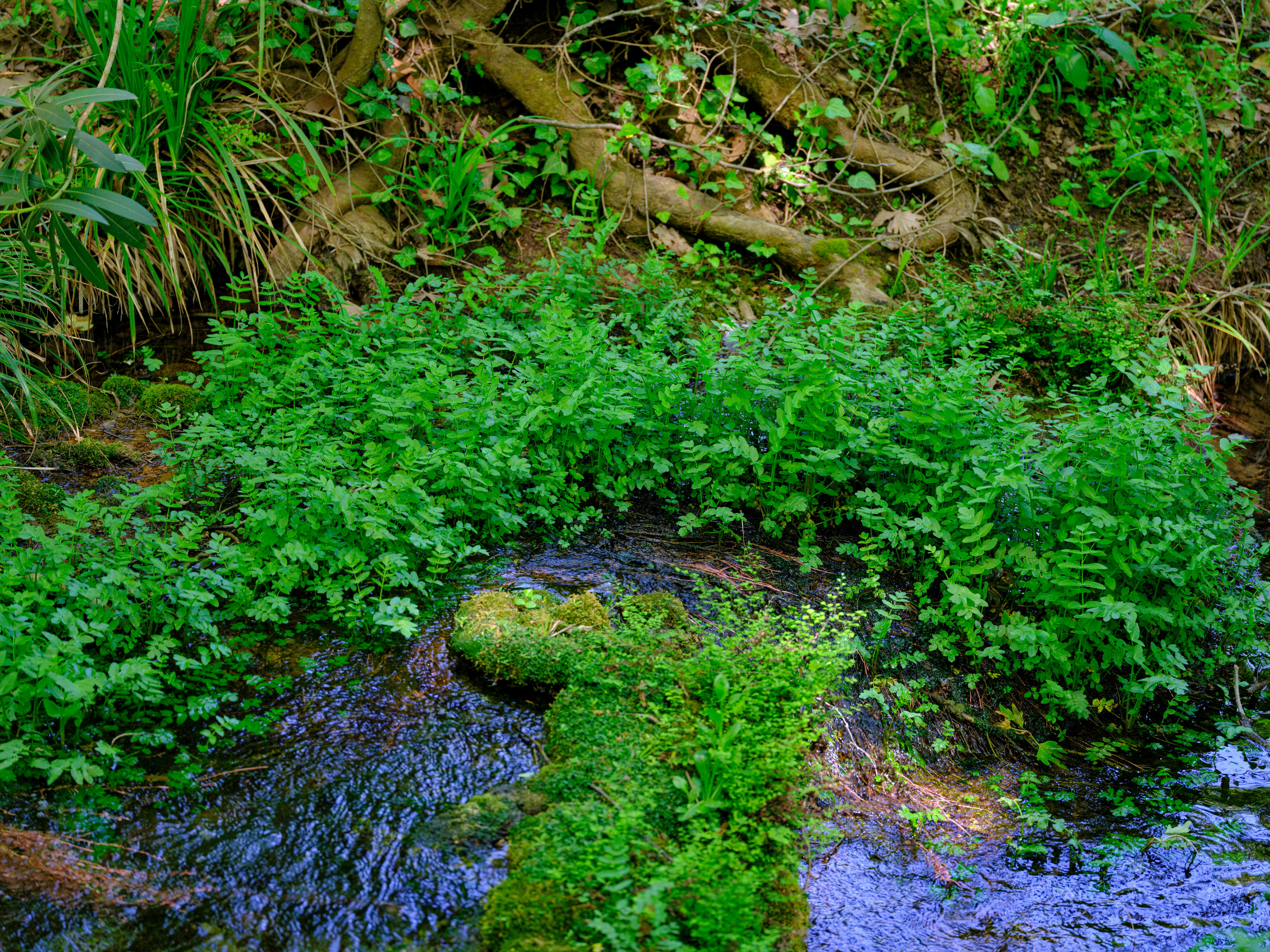 Implementation Timeline: From Diagnosis to Recovery - pest control lawn care