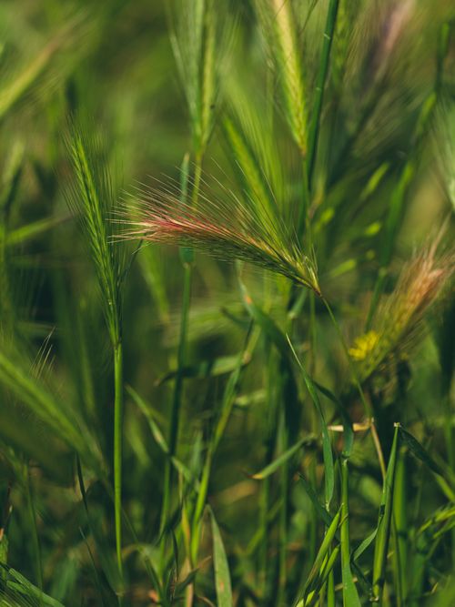 Free Close-up of vibrant green foxtail grasses swaying gently in a sunlit spring meadow. Stock Photo