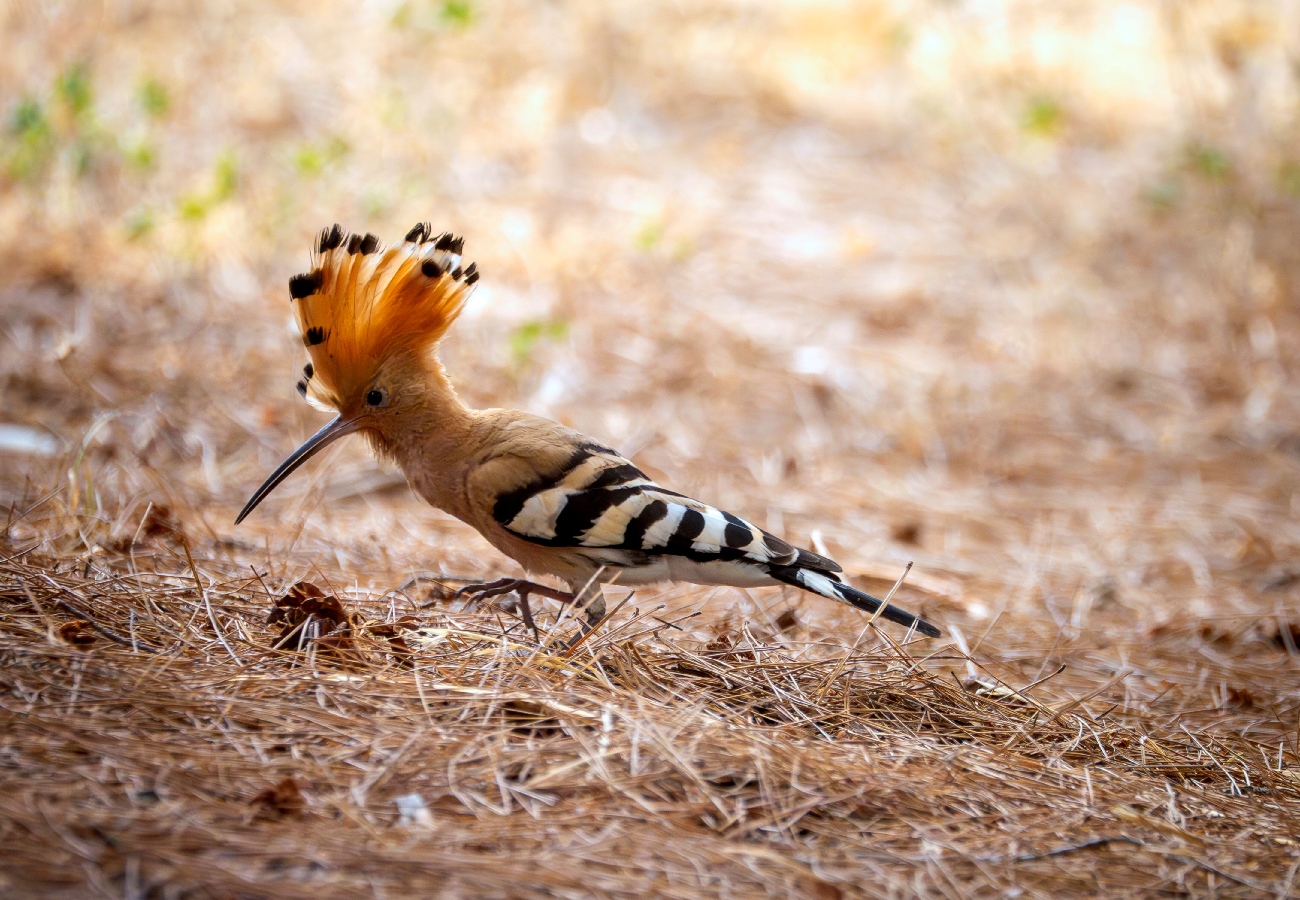 Colorful Hoopoe Bird in Natural Habitat · Free Stock Photo