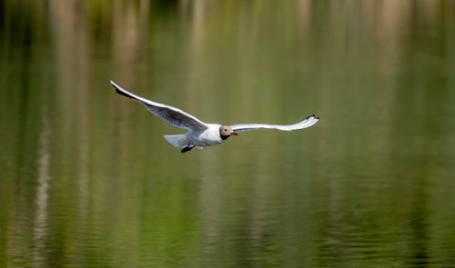 Free Black-headed gull gliding gracefully over a calm reflective lake. Stock Photo