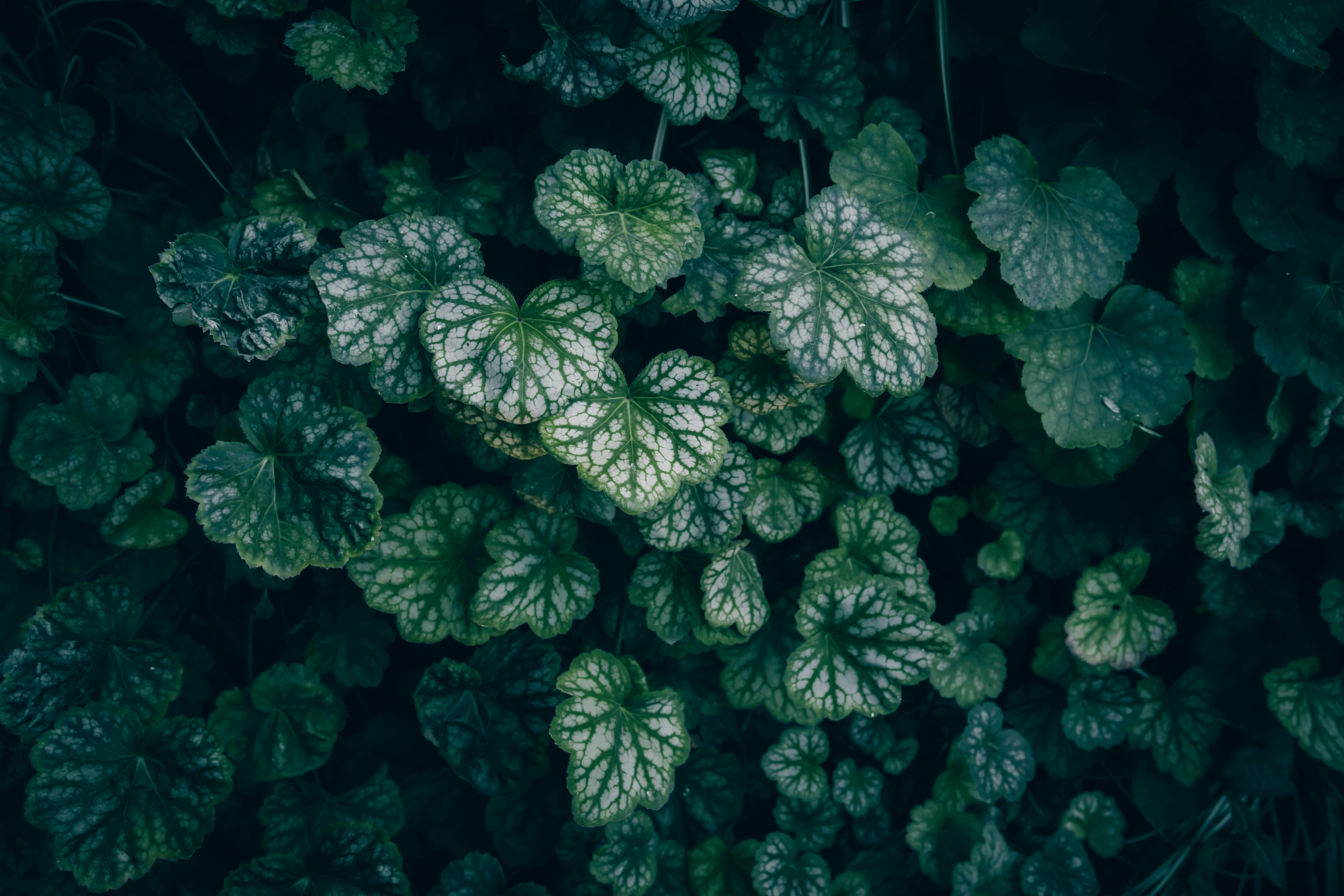 Les 10 meilleures plantes pour un jardin d'ombre éclatant
