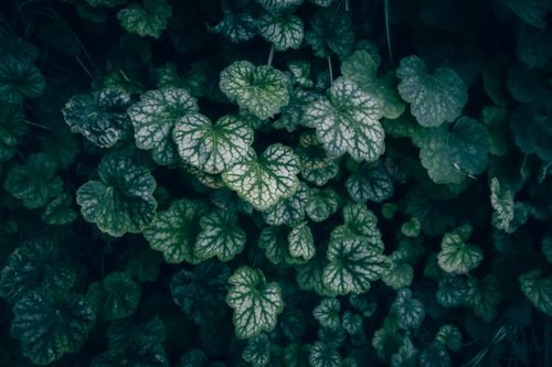 Free Detailed close-up of lush alumroot foliage showcasing rich green botanical textures. Stock Photo
