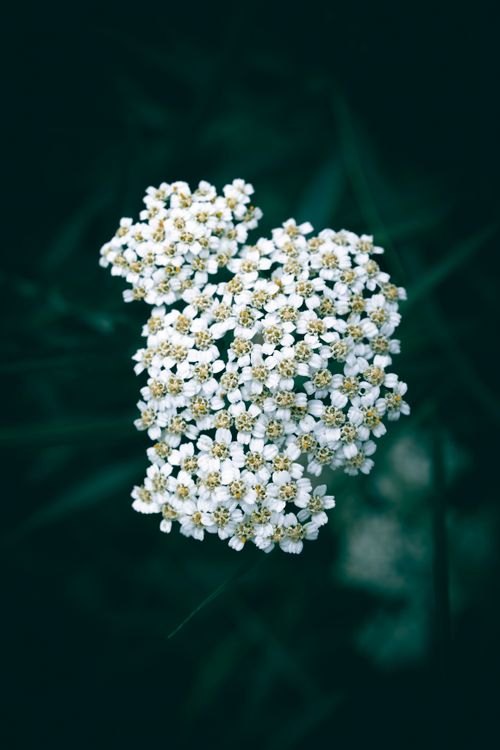 Free Close-up of Achillea Millefolium white yarrow flowers blooming outdoors. Stock Photo
