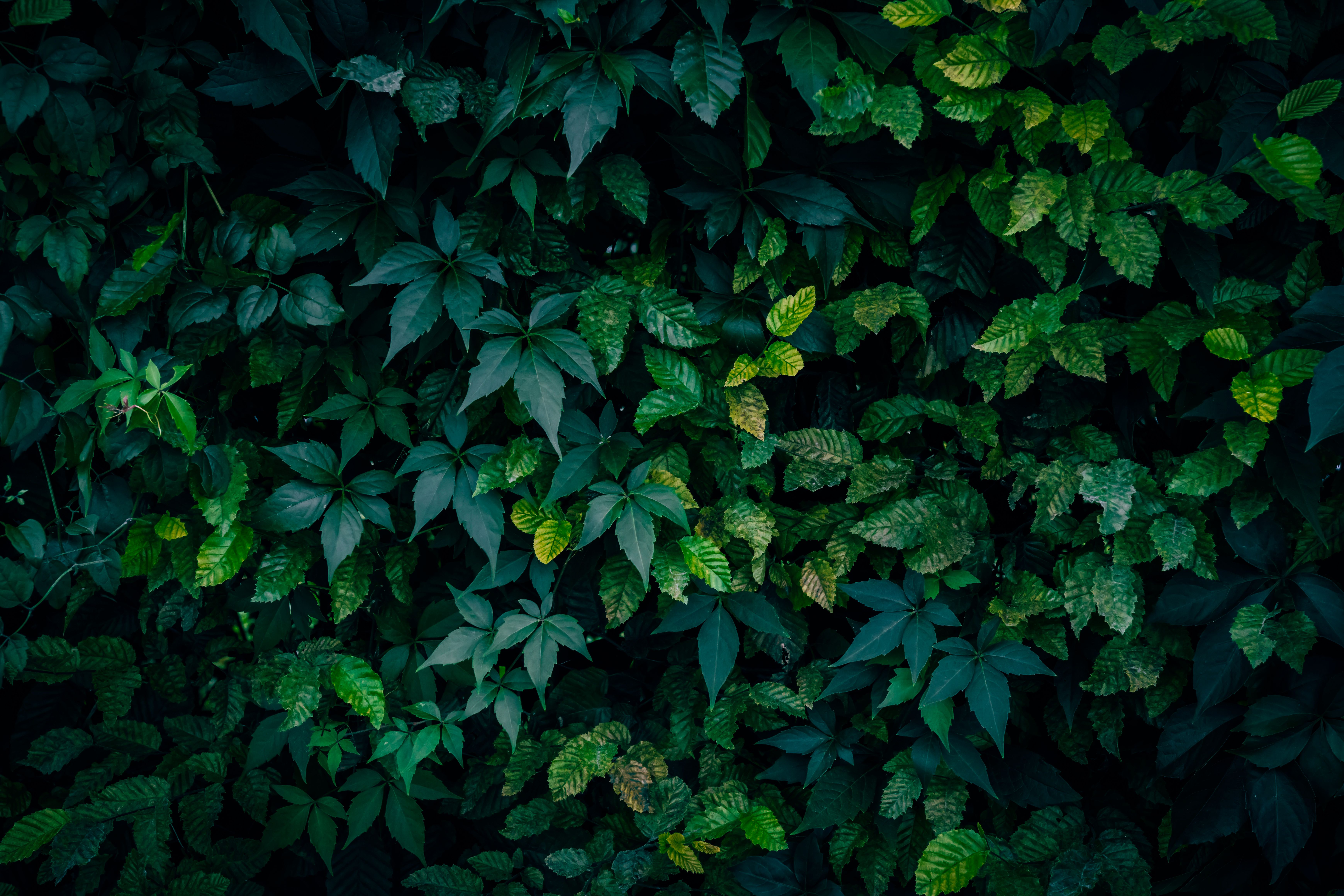 free-photo-of-lush-green-