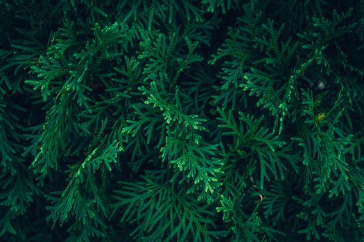 Detailed view of arborvitae branches showcasing rich greenery and texture.