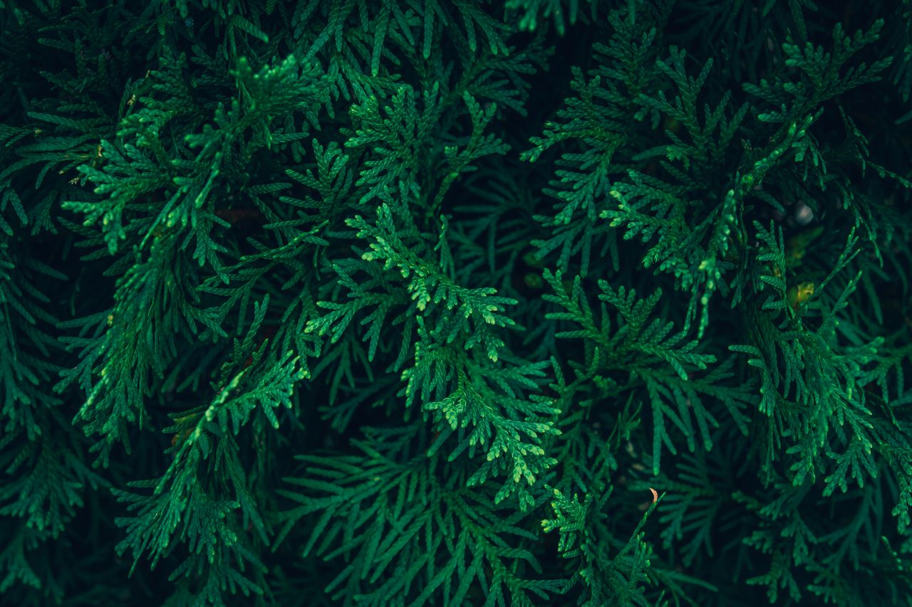 detailed view of arborvitae branches showcasing rich greenery and text