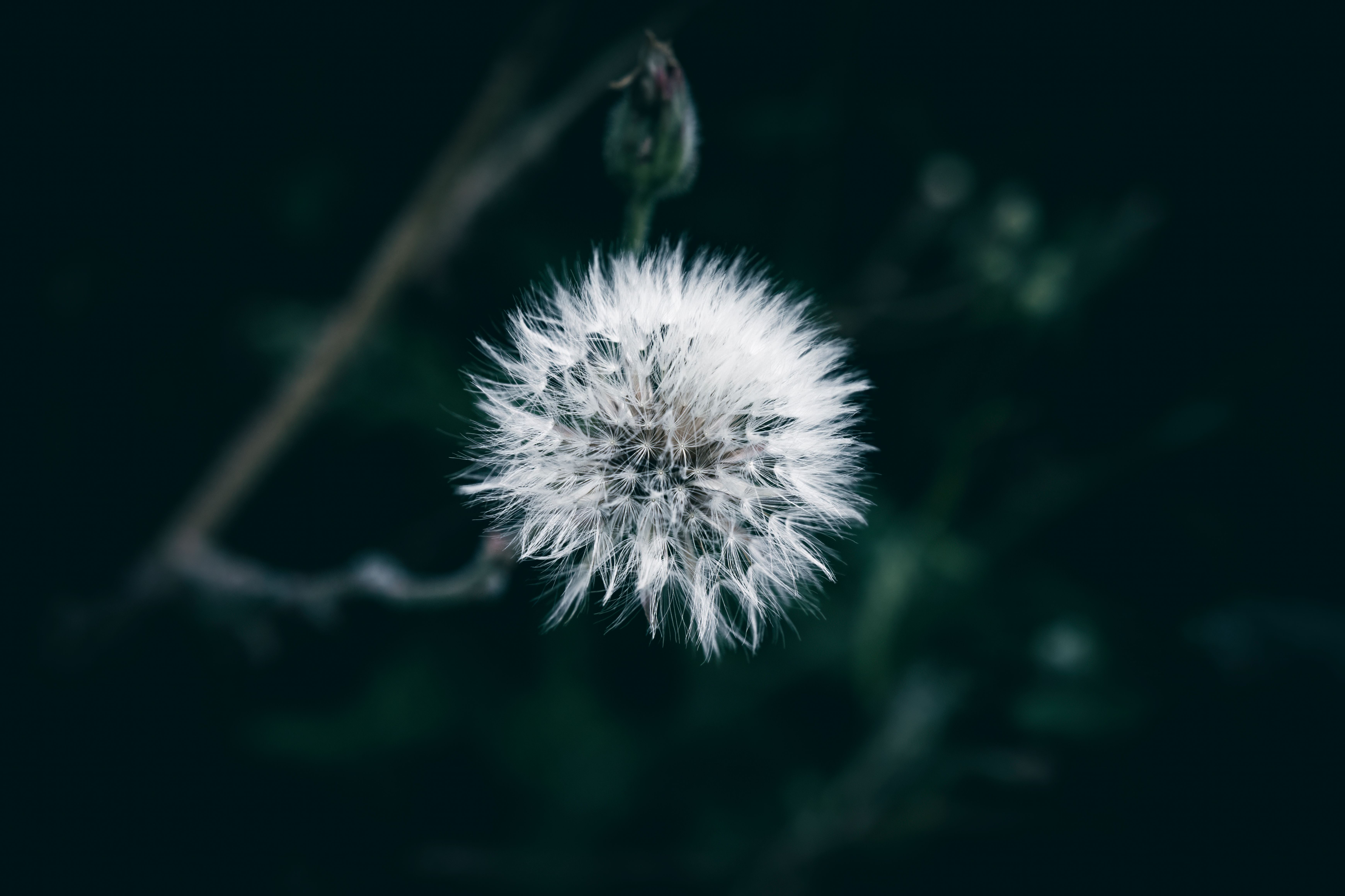 Le désherbant naturel : mythe ou réalité ?
