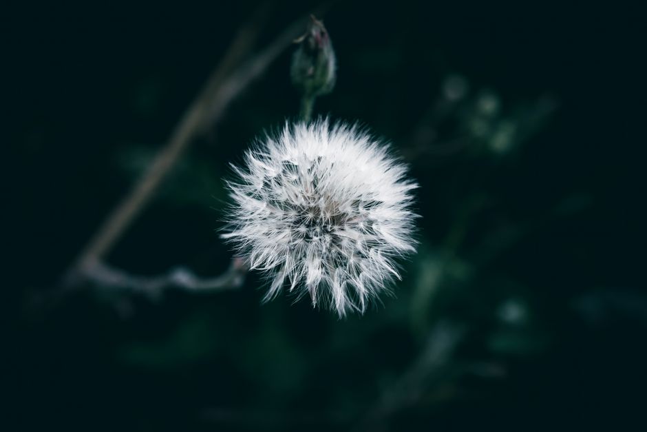 Le désherbant naturel : mythe ou réalité ?